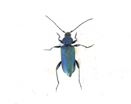 Réf. 341 911 : Callidium violaceum